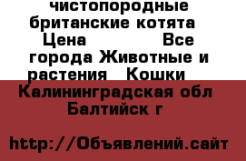 чистопородные британские котята › Цена ­ 10 000 - Все города Животные и растения » Кошки   . Калининградская обл.,Балтийск г.